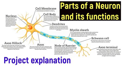parts of brain and functions neurons