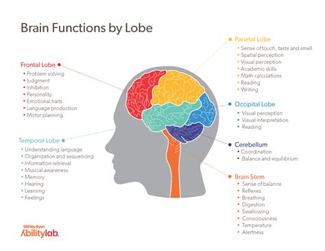 parts of brain and functions they control