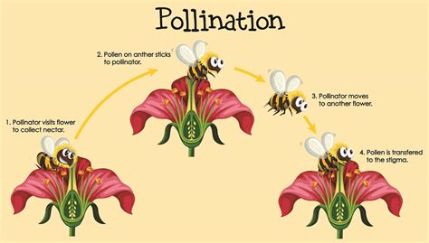 Parts Of Flower Pollination Video Video For Kids 4th Grade Parts Of A Flower - 4th Grade Parts Of A Flower
