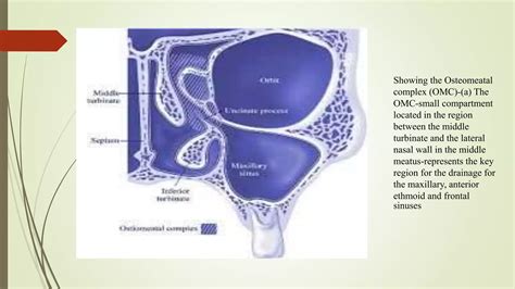 Parts Of Osteomeatal Complex