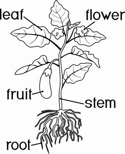 Parts Of Plants Coloring Page Free Printable Coloring Parts Of A Flower Coloring Sheet - Parts Of A Flower Coloring Sheet