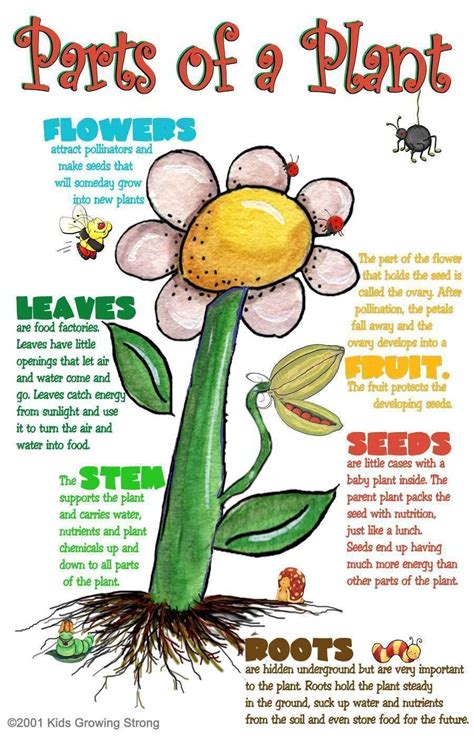 Parts Of Plants For Kids Learn All About 5th Grade Parts Of A Plant - 5th Grade Parts Of A Plant