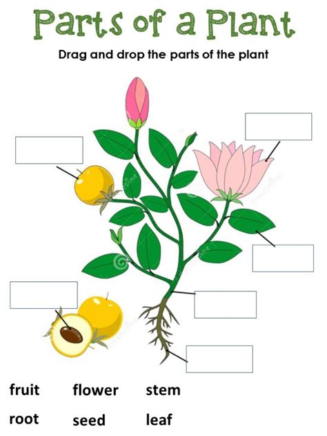 Parts Of Plants Science Game For Kids Turaco Parts Of A Plant For Kindergarten - Parts Of A Plant For Kindergarten