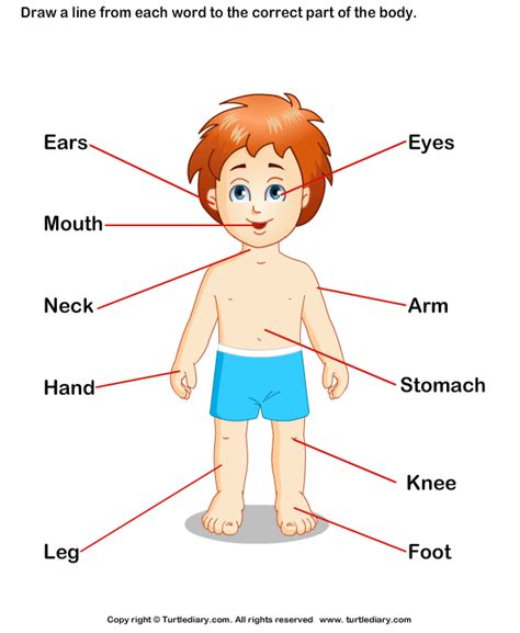 Parts Of The Body Label Diagram Body Parts Label The Parts Of The Body - Label The Parts Of The Body