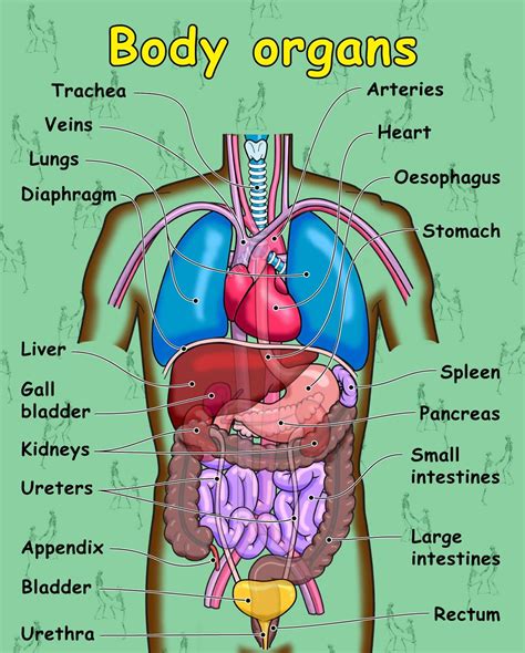 Parts Of The Body Labeled Diagram Teacher Made Label The Parts Of The Body - Label The Parts Of The Body