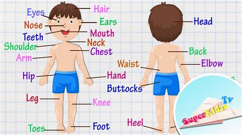 Parts Of The Body Learnenglish Kids Human Body Parts Worksheet - Human Body Parts Worksheet