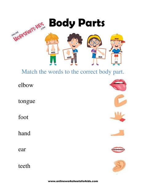 Parts Of The Body Worksheets K5 Learning Human Body Parts Worksheet - Human Body Parts Worksheet
