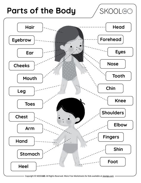 Parts Of The Body Worksheets My Body Parts Worksheet - My Body Parts Worksheet