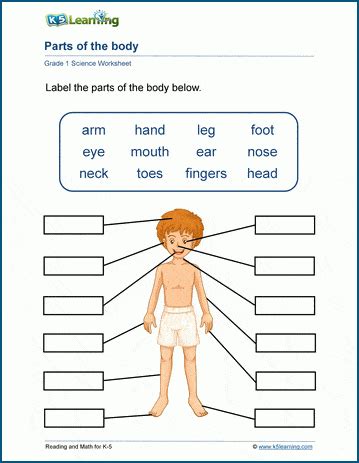 Parts Of The Body Worskheet K5 Learning Human Body Parts Worksheet - Human Body Parts Worksheet