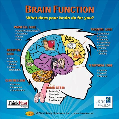 Parts Of The Brain Learn With Diagrams And Structure Of The Brain Worksheet Answers - Structure Of The Brain Worksheet Answers
