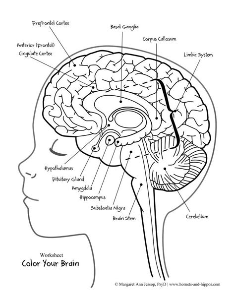 Parts Of The Brain Worksheets 99worksheets Labeling The Brain Worksheet - Labeling The Brain Worksheet