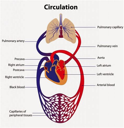 Parts Of The Circulatory System Lesson For Kids Circulatory System 4th Grade - Circulatory System 4th Grade