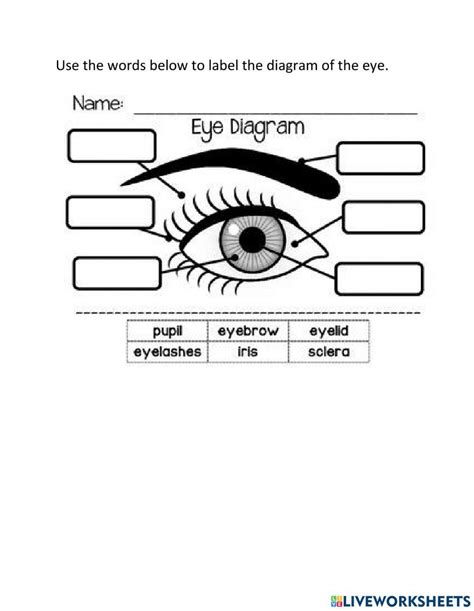 Parts Of The Eye Online Worksheet Live Worksheets Labeling The Eye Worksheet - Labeling The Eye Worksheet