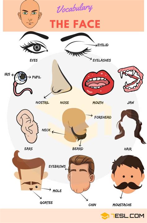 Parts Of The Face English Esl Worksheets Pdf Parts Of The Face Worksheet - Parts Of The Face Worksheet