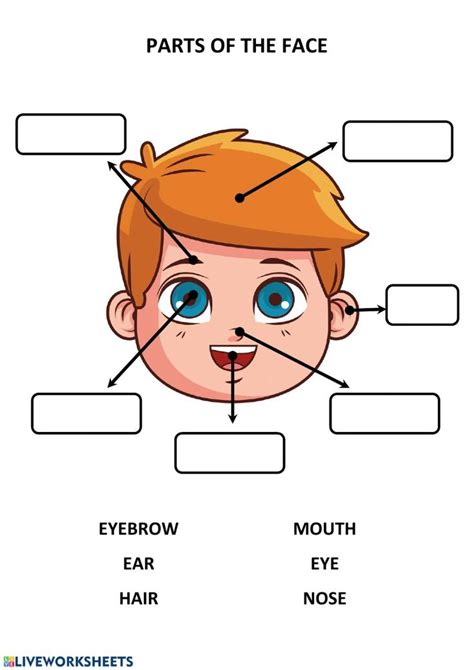 Parts Of The Face Esl Worksheet By Agnetha Parts Of The Face Worksheet - Parts Of The Face Worksheet