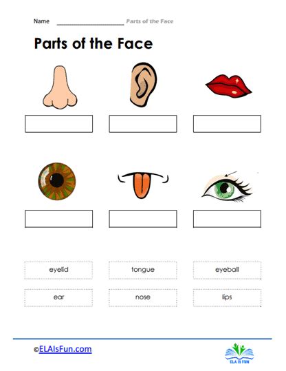 Parts Of The Face Worksheet K5 Learning Parts Of The Face Worksheet - Parts Of The Face Worksheet