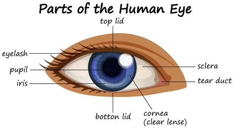 Parts Of The Human Eye Teaching Resources Labeling The Eye Worksheet - Labeling The Eye Worksheet