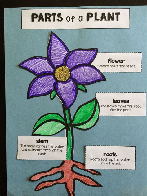 Parts Of The Plant Activity For 4 Grade Plant Worksheet 4th Grade - Plant Worksheet 4th Grade