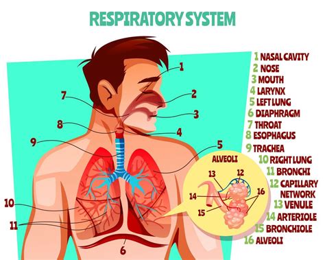 Parts Of The Respiratory System Breathing System Worksheet Respiratory System Worksheet Middle School - Respiratory System Worksheet Middle School