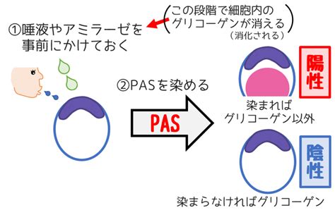 Pas Esdel Org