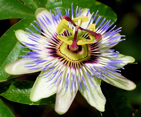 passiflora