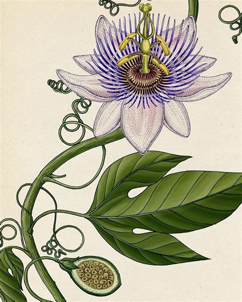 passiflora art