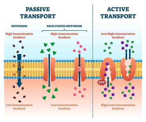 Passive Transport And Active Transport Across A Cell Types Of Cellular Transport Worksheet - Types Of Cellular Transport Worksheet