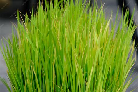 Pasto De Trigo