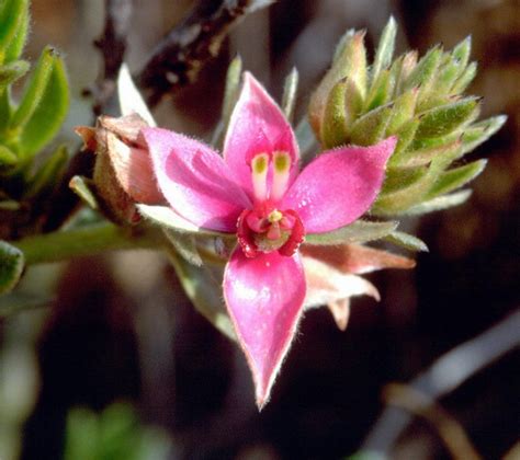 pastwin | Pastwin Sneakers Pria 2022 Import 100 Original