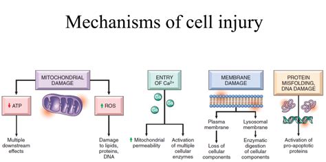 Pathogenesis Of Cell Injury