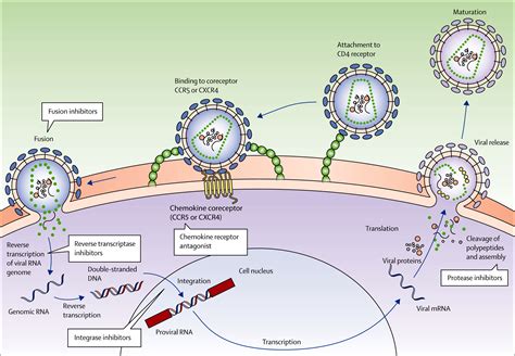 Pathogenesis Of Hiv