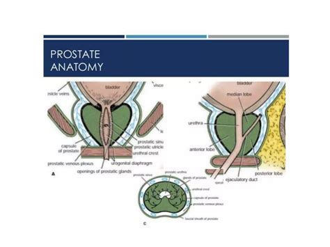 pathology of the prostate major problems in pathol