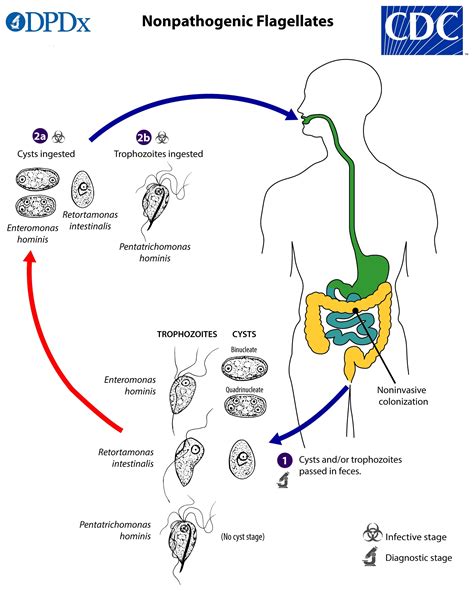 pathophysiology of flagellate infestation