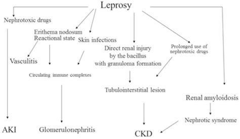 Pathophysiology Of Leprosy