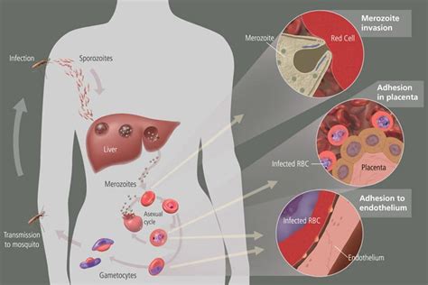 Pathophysiology Of Malaria
