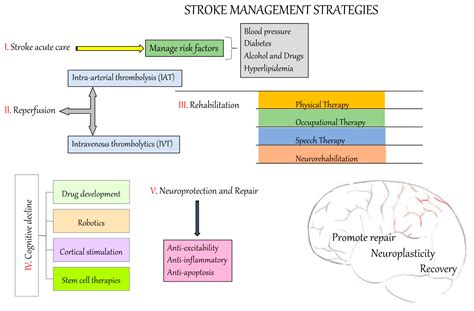 Pathophysiology Of Stroke