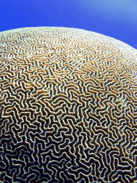 Patterns And Nature