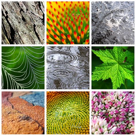 patterns in nature