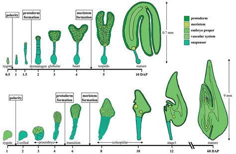 patterns in plant development