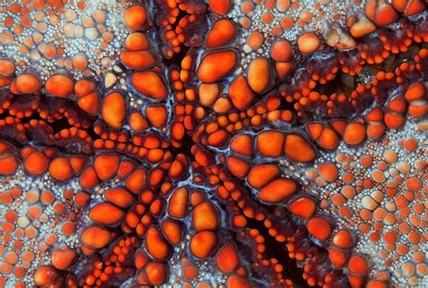 Patterns In The Nature