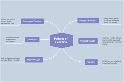 Patterns Of Evolution Concept Mapping Answer Key