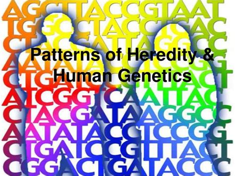 Patterns Of Heredity And Human Genetics Worksheet Answers