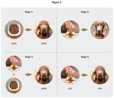 Pavlov Behaviorism