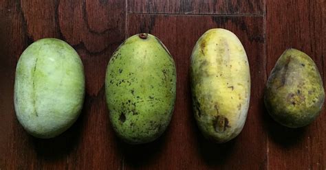 pawpaws | Pawpaws Eksotis Temukan Rahasia Buah Langka di