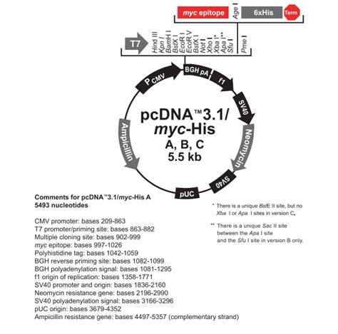 pcDNA3.1/Myc-His C pcDNA3.1/Myc-HisC载体图谱质粒图谱、序 …