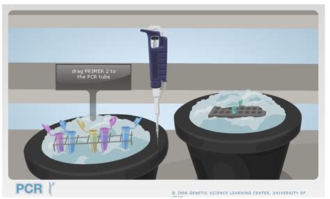 Pcr Virtual Lab