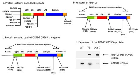 pde4d | PDE4D kelinci pAb Alibabacom Terbaru
