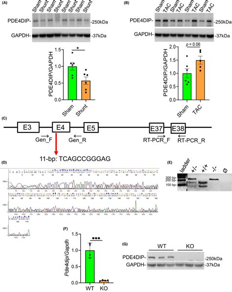 pde4dip | Pde4dip Terkait Jantung Gen AI Mie Ayam