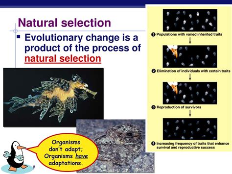 Pdf 5 2 Natural Selection Bioninja Types Of Natural Selection Worksheet Answers - Types Of Natural Selection Worksheet Answers