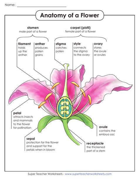 Pdf Anatomy Of A Flower Super Teacher Worksheets Structure Of A Flower Worksheet Answers - Structure Of A Flower Worksheet Answers